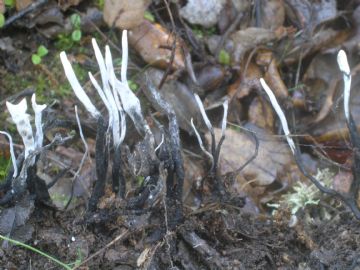 Xylaria hypoxylon (Autor : Augusto Calzada )