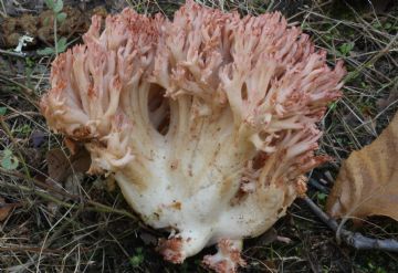 Ramaria botrytis ( Autor : Augusto Calzada )