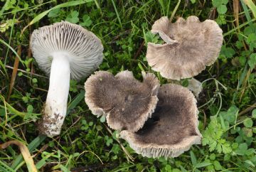 Tricholoma terreum ( Autor : Augusto Calzada )