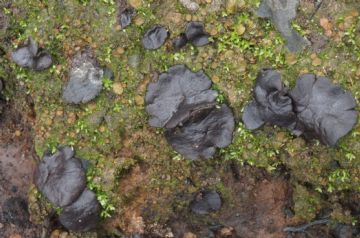 Plicaria carbonaria (Autor : Augusto Calzada )