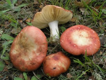 Russula rubroalba ( Autor : Augusto Calzada )