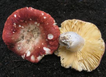 Russula rubroalba 2 ( Autor : Augusto Calzada )