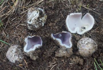 Sarcosphaera coronaria (Autor : Augusto Calzada) 