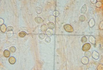 Squamanita paradoxa (Dissoderma paradoxum) Clamidosporas - (Autor: Augusto Calzada )