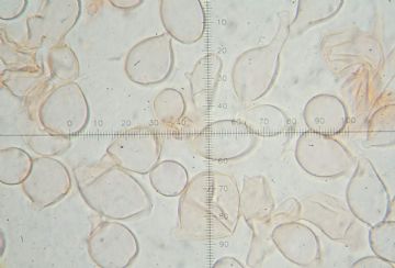 Squamanita paradoxa (Dissoderma paradoxum) Esferocistos pie - (Autor: Augusto Calzada )