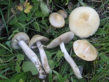 Agrocybe praecox ( Autor ; Augusto Calzada )