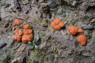 Pulvinula laeterubra (Autor: Augusto Calzada )