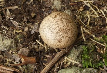 Scleroderma areolatum ( Autor : Augusto Calzada)