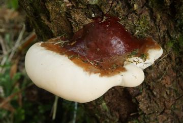 Ganoderma resinaceum ( Autor: Augusto Calzada)