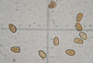 Ganoderma resinaceum -esporas ( Autor: Augusto Calzada)