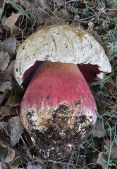 Rubroboletus satanas ( Autor : Augusto Calzada )