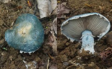 Stropharia cyanea (Autor: Augusto Calzada )