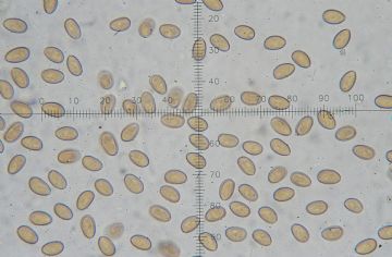Pholioita carbonaria-esporas ( Autor : Augusto Calzada )