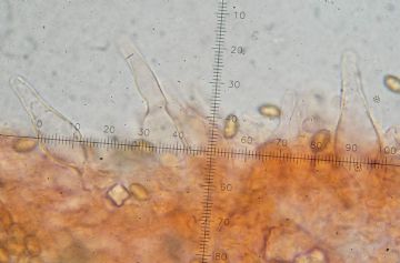 Pholioita carbonaria-Queilocistidios ( Autor : Augusto Calzada )
