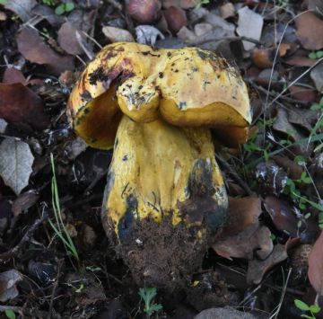 Neoboletus xanthopus (Autor: Augusto Calzada)