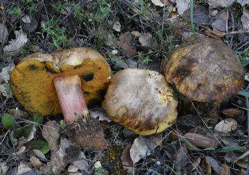 Neoboletus xanthopus 2 (Autor: Augusto Calzada)