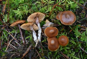 Galerina sideroides ( Autor : Augusto Calzada)