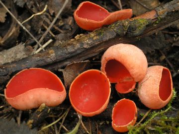 Sarcoscypha coccinea (Autor: Augusto Calzada)