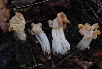 Helvella crispa (Autor : Augusto Calzada)