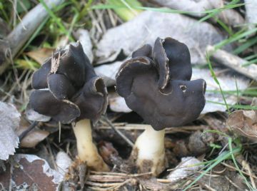 Helvella monachella 2 ( Autor : Augusto Calzada )