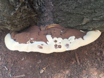 Ganoderma applanatum ( Autor : Augusto Calzada )