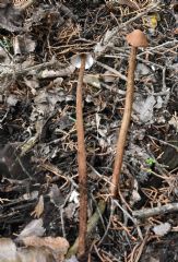 Battarrea phalloides-basidiomas ( Autor: Augusto Calzada )