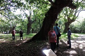 MAGNIFICOS EJEMPLARES DE ARBOLES CENTENARIOS