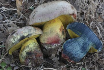 Imperator rhodopurpureus (Boletus rhodopurpureus for.gallicus)-Autor: Augusto Calzada)