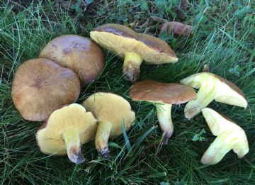 Suillus mediterraneensis ( Autor: Augusto Calzada )