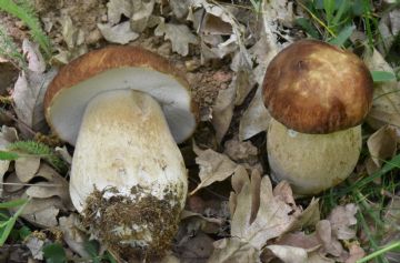 Boletus reticulatus ( Autor : Augusto Calzada )