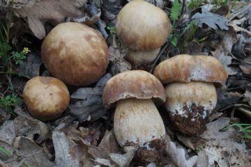 Boletus reticulatus 2 ( Autor : Augusto Calzada )