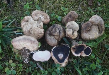 Scleroderma cepa ( Autor : Augusto Calzada )
