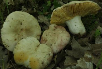 Russula rubroalba var. albocretacea ( Autor ; Augusto Calzada )