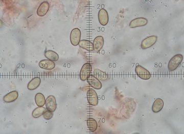 Psathyrella spadicea-esporas ( autor : Augusto Calzada )