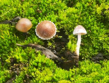 Psathyrella pennata ( Autor: Augusto Calzada )