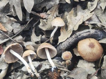 Psathyrella pennata 2 ( Autor: Augusto Calzada )