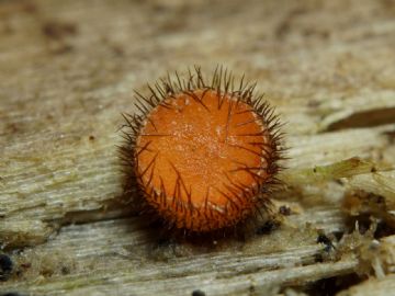 Scutellinia setosa (Autor : Felipe Alonso)