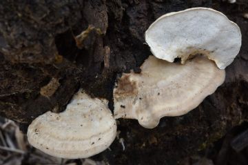 Postia tephroleuca (Autor : Augusto Calzada )