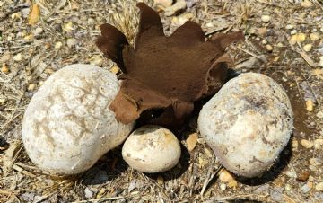 Mycenastrum corium ( Autor : Augusto Calzada )