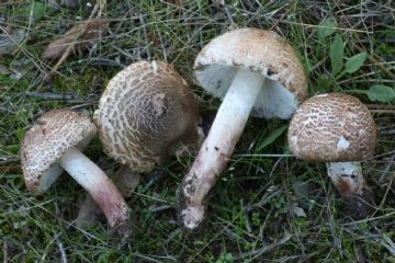 Lepiota brunneoincarnata ( Autor : Augusto Calzada )