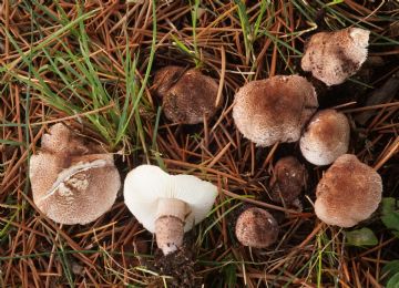 Lepiota brunneoincarnata 2 ( Autor : Augusto Calzada )