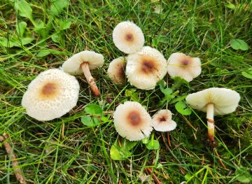 Lepiota lilacea ( Autor: Augusto Calzada)