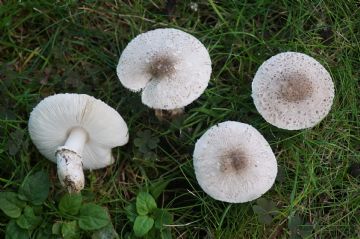 Leucoagaricus griseodiscus 2 ( Autor : Augusto Calzada )