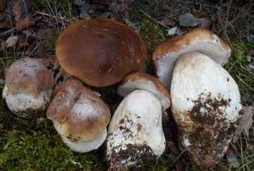 Boletus edulis ( Autor: Augusto Calzada )