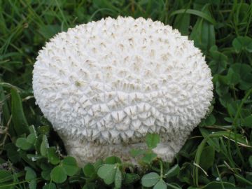 Calvatia utriformis ( Autor: Augusto Calzada )