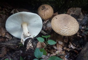 Echinoderma asperum ( Autor: Augusto Calzada)