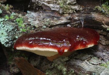 Fistulina hepatica ( Autor : Augusto Calzada)