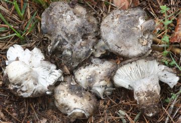 Hygrophorus marzuolus (Autor : Augusto Calzada )