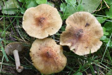 Inocybe fastigiata ( Autor: Augusto Calzada )