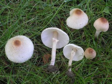 Lepiota cristata ( Autor : Augusto Calzada )